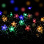 DAISYGLOW