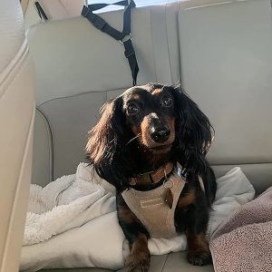 Justerbar rejsesele til hunde | PETBELT